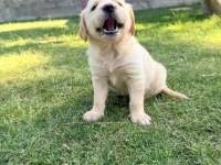 1.5 Aylık Sağlıklı Golden Retriever Yavrularımız