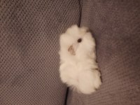 Peruvan ginepig yavrusu