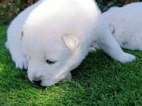 Kar Topu Samoyed Bebekler