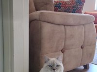 7 aylık british shorthair damızlık erkek kedimiz