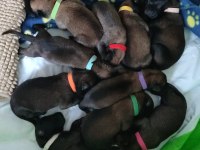 Safkan Irk Garantili Malinois Yavrular