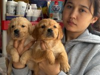 Golden retriever yavrular