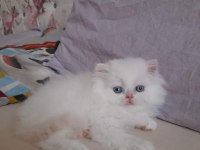 Teslime hazır iran kedisi bebeklerim
