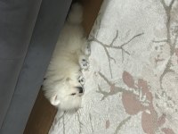 3 aylık pomeranian boo