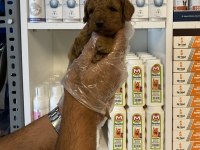 Sağlık ve ırk garantili poodle yavrularımız