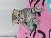 Scottish fold ve scottish white point yavruları