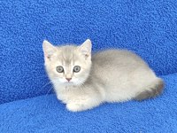 YENİ YUVASINA GİTMEYE HAZIR  BRİTİSH PONÇİK