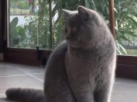 25 şubat doğumlu british shorthair oğlumuz yuvasını aryor