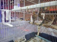 Sakacılara kırmızı agat dişi ve erkek kanarya