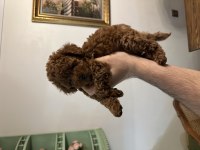 Muhteşem toy poodle