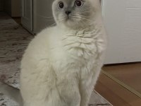 Erkek British Shorthair sahiplendirilecektir