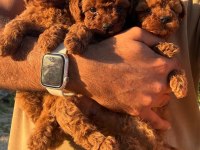 AŞILI ÇİŞ EĞİTİMLİ KORE POODLE BEBEKLER