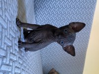 A KALİTE ŞECERELİ SAFKAN KANADA SPHYNX
