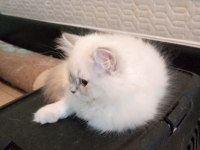 Uyguna Brittish Longhair Acil 2 Aylık Erkek