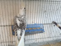Cf Pearl Bir Erkek Ve Bir Dişi 6 Aylık