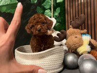 Tuvalet eğitimli kore toy poodle
