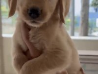 Son Golden Retriever Yavrular