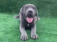 Dev cane corso yavruları