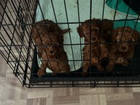 DARK RED 1 numara toy poodle ve tee cup toy poodle yavru