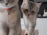 3.5 aylık erkek british shorthair
