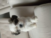 Shih Tzu 2 erkek yavru