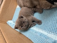 Ev ortamında büyüyen orginal british shorthair