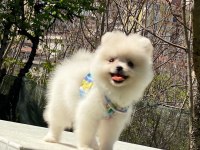 Pomeranian boo yavrular