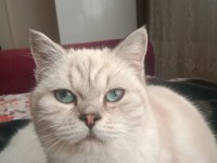 Çok güzel british shorthair