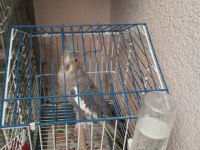 Grey dişi sultan papağanı