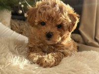 Muhteşem Anatomili Maltipoo Bebeklerimiz!