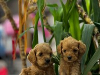 BONCUK GÖZLÜ ORJİNAL MALTİPOO YAVRULARIMIZ