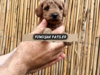 Sevimli Irk Toy Poodle