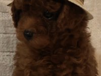 Kore poodle bebeklerim teslime hazır
