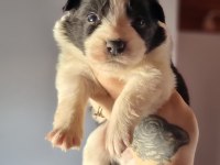 Border Collie Bebekler