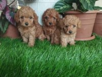 Poodle Yavru