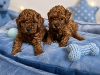 Sağlık Irk Garantili Orijinal Toy Poodle