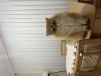 Erkek British Longhair 1 Yaşında