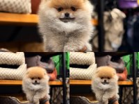 Adana Pomeranian boo Ayı Surat Yavru