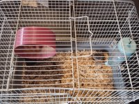 Anne ve yavru hamster
