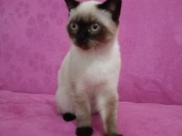 Erkek bakımlı british blue longhair