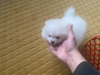 Pomeranian boo kar beyaz 2 aylık erkek