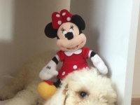Maltipoo 2,5 aylık