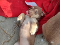 3 dişi yavru köpeğe yuva arıyorum