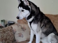 Sibirya kurdu köpeğimiz