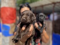 Çikolata labrador yavrularım