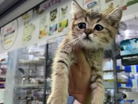 A kalite sağlıklı yavrular british shorthair