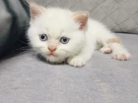 Scottish fold yavrularımız