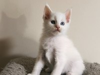 Xxl şecereli şampiyon kan hattı black maine coon