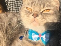 1 yaşında scottish fold kedim dişi