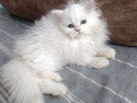 70 Günlük British Longhair